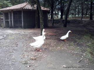 ano Collura-17-08-2015 08-49-50